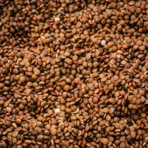 Horse Gram