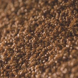 Kodo Millet