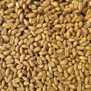 Whole Wheat
